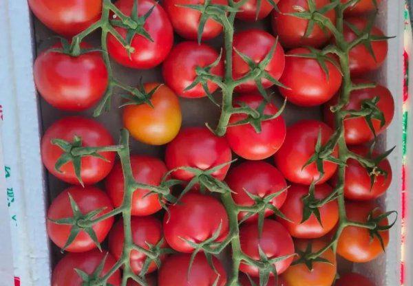 霜霉病严重了用什么药