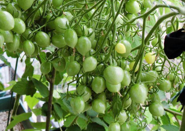 霜霉病严重了用什么药