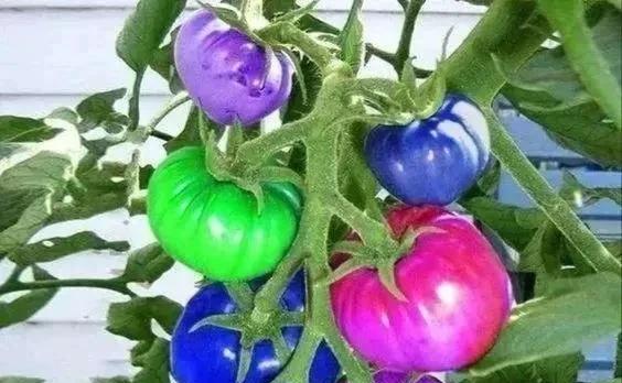 霜霉病严重了用什么药