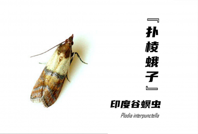 家里有飞蛾怎么找源头 怎样才能消灭食品储藏室的蛾子