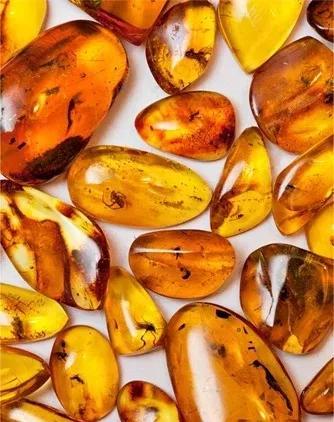 化石的形成过程