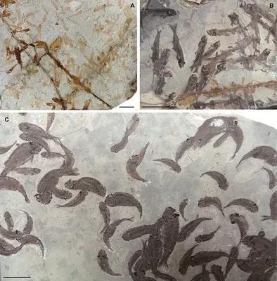 化石的形成过程