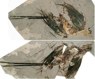 化石的形成过程