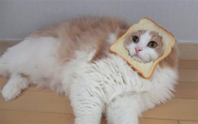 猫爱吃的东西是什么 值得收藏的小猫喜欢爱吃的10种食物