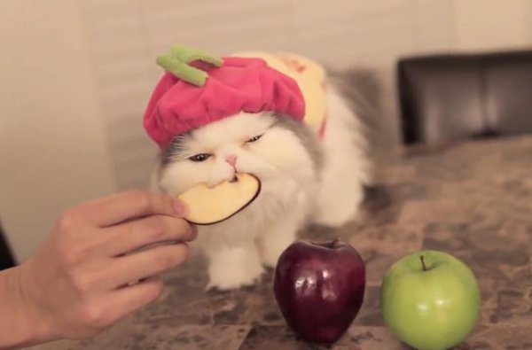 猫爱吃的东西是什么