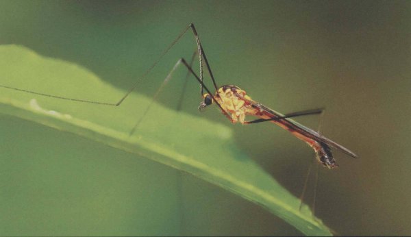 世界上为什么会有蚊子