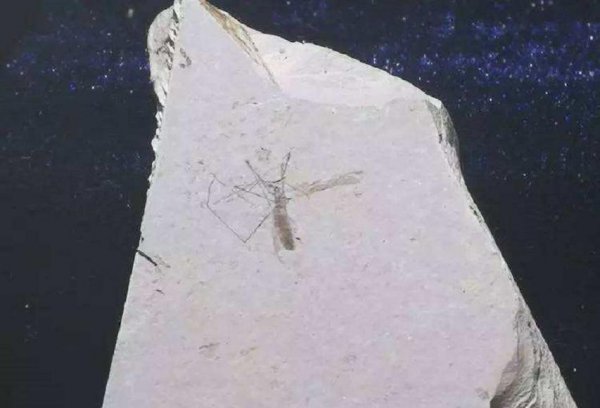 世界上为什么会有蚊子