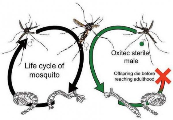世界上为什么会有蚊子