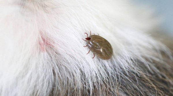 世界上为什么会有蚊子