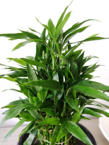 每个属相的招财花分别是什么 12生肖对应的招财花