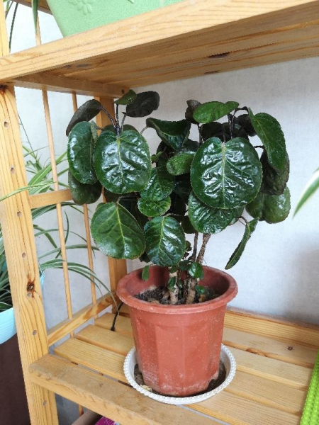 每个属相的招财花分别是什么