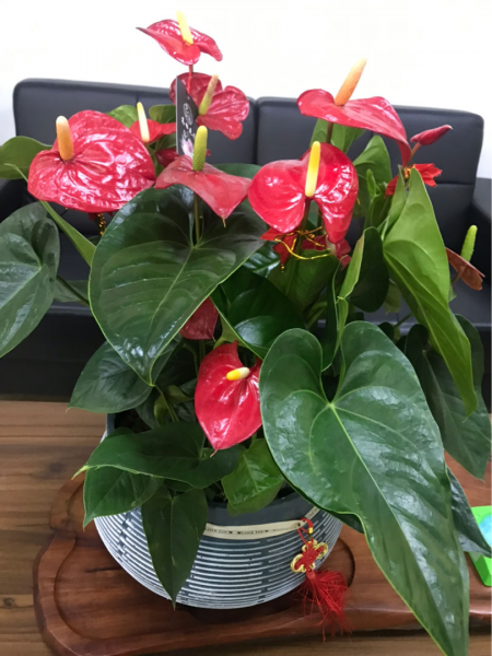 每个属相的招财花分别是什么