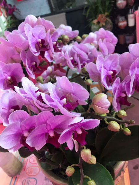 每个属相的招财花分别是什么