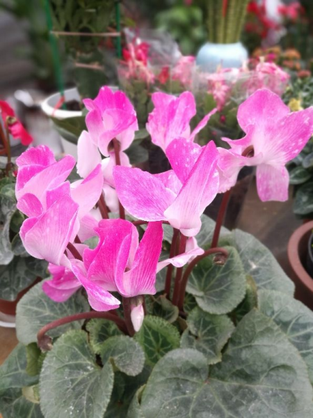 每个属相的招财花分别是什么