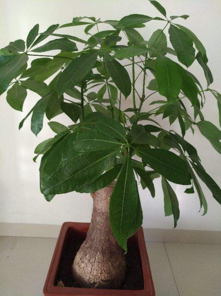 每个属相的招财花分别是什么