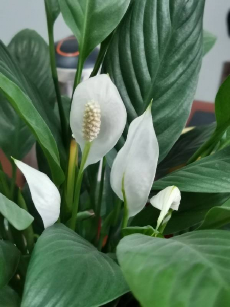 每个属相的招财花分别是什么