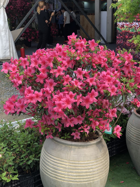 每个属相的招财花分别是什么