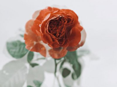 摩羯女和什么星座最配排行 与摩羯座天生一对的三大星座