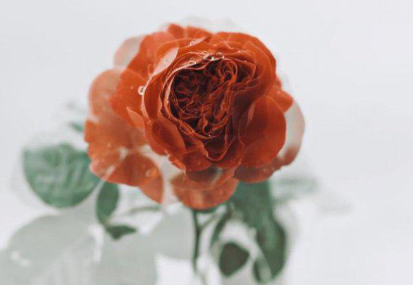 摩羯女和什么星座最配排行