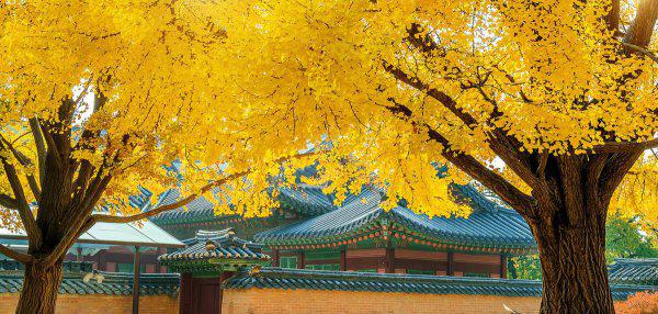 超级寿星的植物是什么