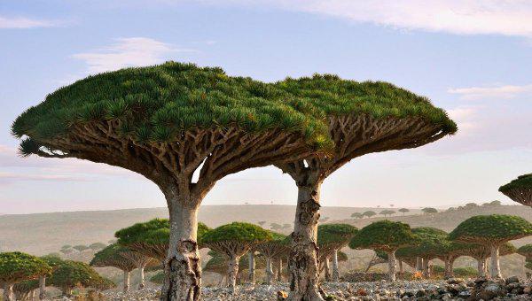 超级寿星的植物是什么