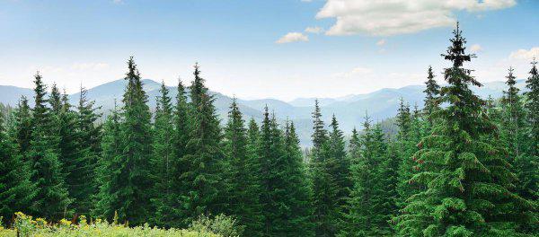 超级寿星的植物是什么