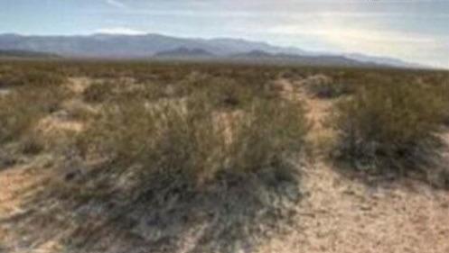 超级寿星的植物是什么