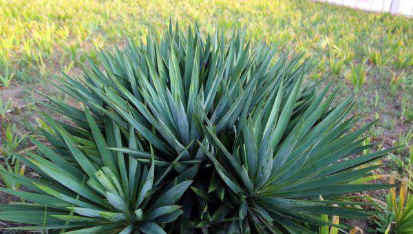 超级寿星的植物是什么