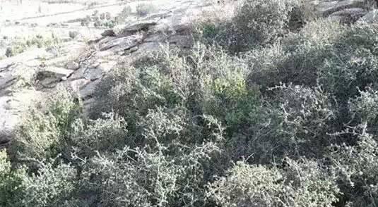 超级寿星的植物是什么