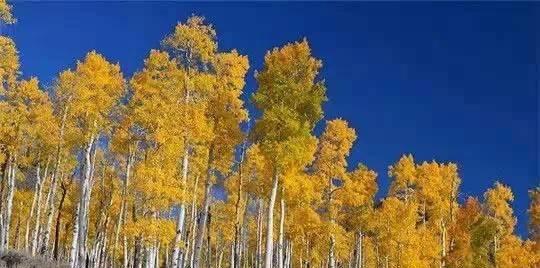 超级寿星的植物是什么