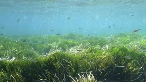 超级寿星的植物是什么