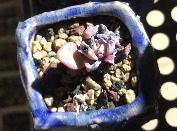 多肉能不能在阳光下晒