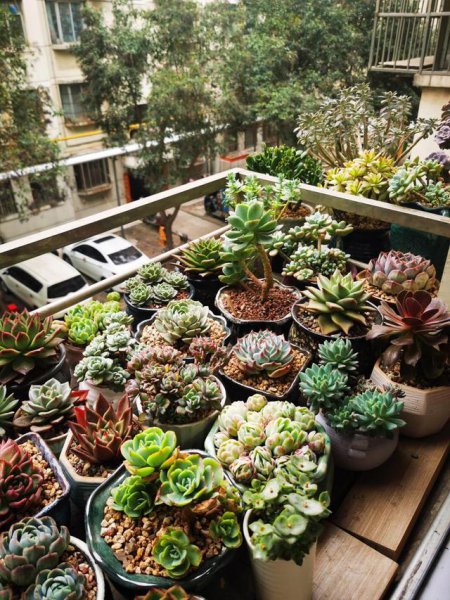 多肉能不能在阳光下晒