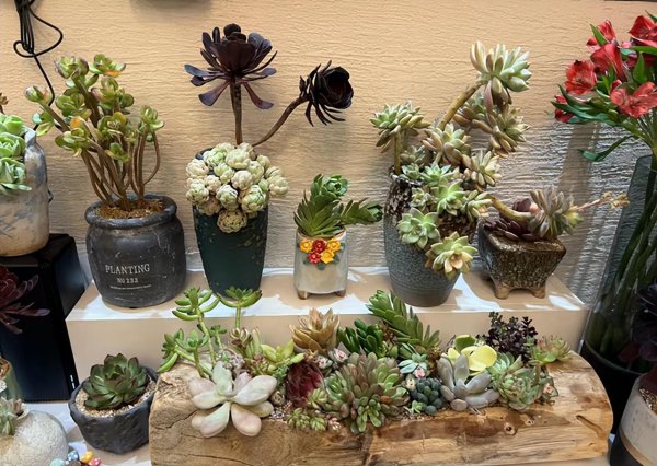 多肉能不能在阳光下晒