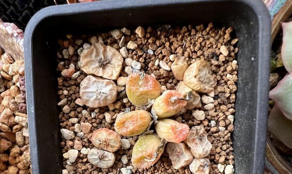 多肉能不能在阳光下晒