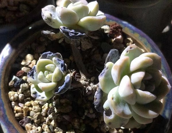 多肉能不能在阳光下晒