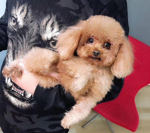 泰迪犬什么颜色最贵