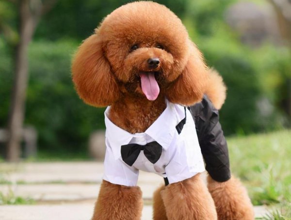 泰迪犬什么颜色最贵