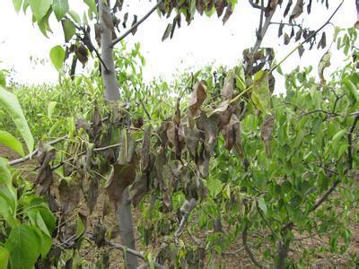 农药波尔多液的主要成分有哪些