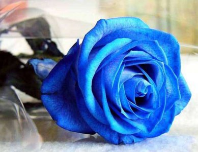 什么是蓝颜知己 红颜知己和蓝颜知己的区别盘点