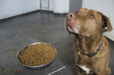 狗粮什么牌子的比较好 经济实惠又性价比高的狗粮品牌推荐