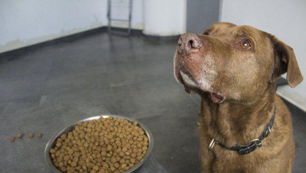 狗粮什么牌子的比较好