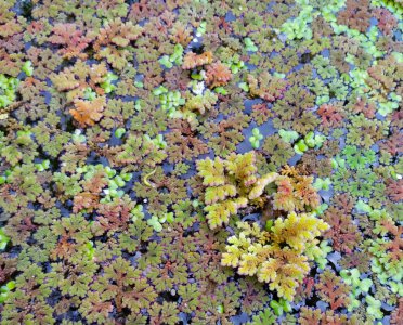 满江红植物特点 水生满江红有哪些不为人知的作用