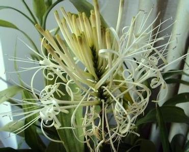 卧室养什么花或者植物最好