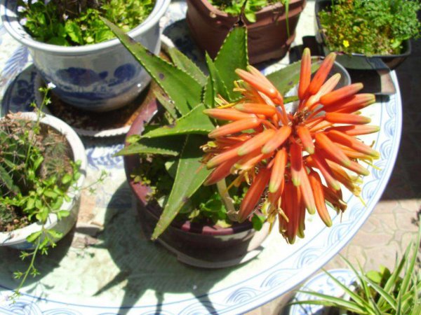 卧室养什么花或者植物最好