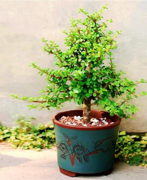 卧室养什么花或者植物最好