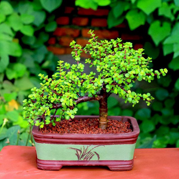 卧室养什么花或者植物最好