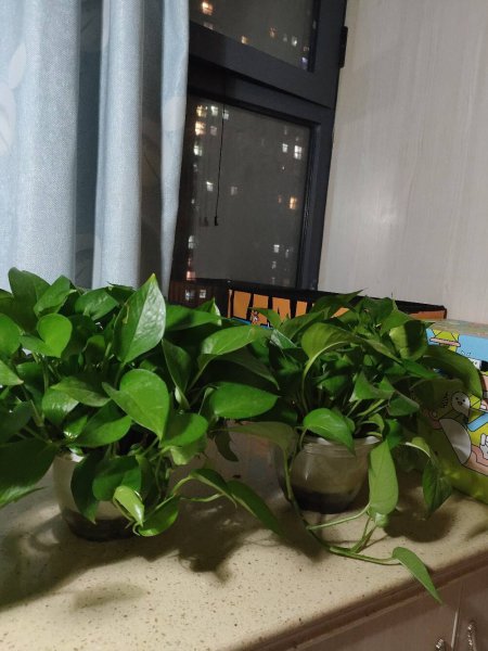 卧室养什么花或者植物最好