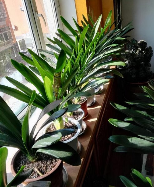 卧室养什么花或者植物最好