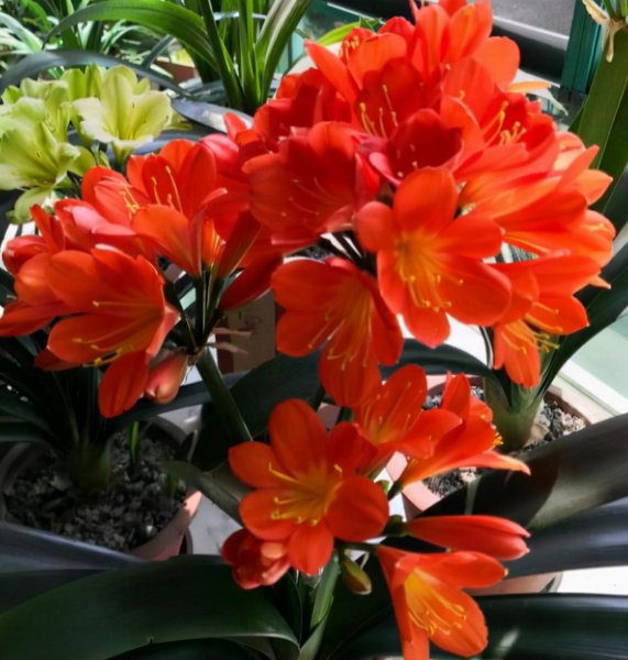 卧室养什么花或者植物最好